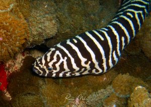 Eine Zebra-Muräne liegt in einer Felsspalte des Riffs und zeigt ihr charakteristisches schwarz-weißes Streifenmuster. Der schlangenförmige Aal hat sich zwischen Korallen und Schwämmen versteckt, wobei der Kopfbereich ein verwirrendes Labyrinth-Muster aufweist.