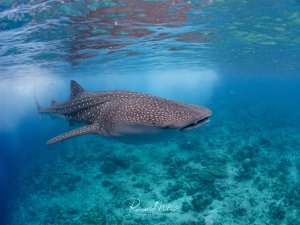 Ein Walhai (Rhincodon typus) schwimmt dicht unter der Wasseroberfläche über einem Flachwasserriff. Das typische Punktmuster auf dem dunklen Rücken und die massive Körperform sind beeindruckend.