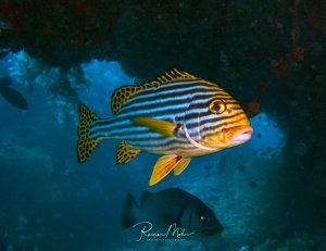 Ein Orientalischer Süßlippe schwimmt elegant vor einer Riffwand mit charakteristischen blauen und gelben Längsstreifen. Der Fisch zeigt sein typisches Muster aus horizontalen Streifen am Körper und gepunkteten Flossen, während er sich in einer natürlichen Riffspalte aufhält.