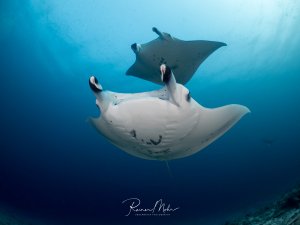 Zwei Riffmantas von unten fotografiert. Der große Manta im Vordergrund zeigt seine individuelle Bauchzeichnung mit dunklen Flecken, ein zweiter Manta schwebt darüber. Die aufgerichteten Kopfflossen sind deutlich zu erkennen.