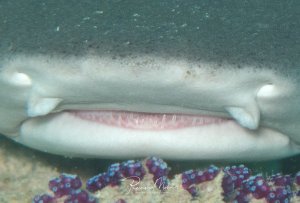 Eine Nahaufnahme des Mauls eines jungen Weißspitzehais. Die kleinen Zähne sind gut zu erkennen