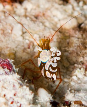 Auf dem Bild ist eine Hohlkreuzgarnele (auch bekannt als Sexy Shrimp, wissenschaftlicher Name Thor amboinensis) zu sehen.