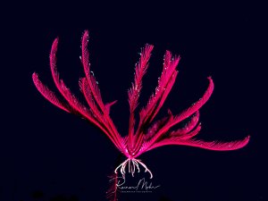 Ein freischwimmender leuchtend pinker Haarstern entfaltet seine gefiederten Arme elegant vor tiefblauem Hintergrund. Die zarten, federartigen Strukturen des Stachelhäuters sind perfekt sichtbar und zeigen die charakteristische radiale Symmetrie dieser nachtaktiven Filtrierer.