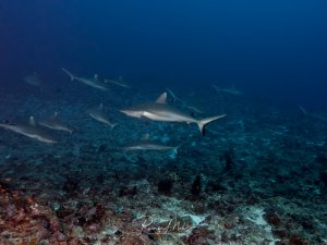 Eine Gruppe von grauen Riffhaien patrouliiert über einem Korallenriff. Die Haie zeigen ihr typisches Verhalten, bei dem sie sich tagsüber in Gruppen in der Strömung patroullieren und nach Beute Ausschau halten.