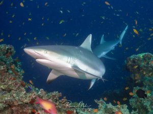 Ein Grauer Riffhai gleitet entlang eines bunt bewachsenen Riffs, umgeben von zahlreichen Fahnenbarsche und kleinen Rifffischen. Die elegante Körperhaltung und die Kiemenspalten sind im Blitzlicht gut zu erkennen.
