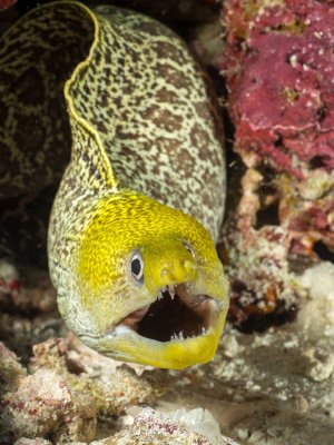 Eine Gelbkopfmuräne mit charakteristischem gelbem Kopf und netzartigem Muster lugt aus einer Korallenhöhle hervor. Das Maul ist weit geöffnet und zeigt die spitzen Zähne, was typisches Verhalten für Muränen darstellt, die zur Atmung Wasser durch die Kiemen pumpen.
