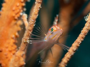 Ein kleiner Büschelbarsch (Cirrhitichthys) sitzt zwischen den Ästen einer orangefarbenen Gorgonie. Die transparenten Flossen mit den feinen Strahlen und das gemusterte Gesicht sind im Makro scharf abgebildet.