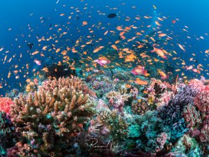 Ein lebendiges Korallenriff mit bunten Hart- und Weichkorallen im Vordergrund, über dem sich ein dichter Schwarm orangefarbener Fahnenbarsche und rosa Anthias tummelt. Die Szene zeigt die typische Dynamik eines gesunden tropischen Riffs mit seiner charakteristischen Fischgemeinschaft.