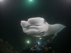 Ein majestätischer Riffmanta gleitet elegant durch das Wasser, während Taucher mit ihren Lampen die Szene von unten beleuchten. Die beeindruckende Unteransicht zeigt die charakteristische weiße Bauchseite und die gracile Körperform dieses sanften Riesen.