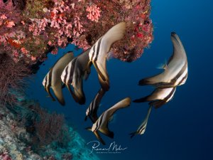 Ein Schwarm von juvenilen Fledermausfischen schwimmt elegant entlang einer farbenprächtigen Korallenwand mit rosa und roten Weichkorallen. Die charakteristischen schwarz-weißen Streifen der Fische heben sich deutlich vom tiefblauen Wasser ab.