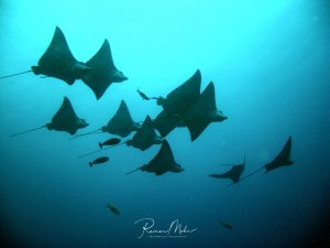 Ein beeindruckender Schwarm von Adlerrochen gleitet majestätisch durch das blaue Wasser. Die Rochen sind in verschiedenen Formationen zu sehen, begleitet von kleineren Fischen, die sich in ihrer Nähe aufhalten.
