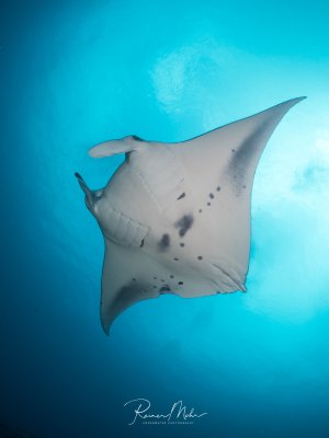 Ein Riffmanta (Mobula alfredi) von unten fotografiert im Blauwasser der Malediven. Das individuelle Bauchmuster mit den dunklen Flecken ist gut erkennbar.
