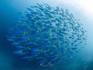 Ein großer Schwarm Blaustreifen-Füsiliere (Caesio caerulaurea) formt eine dichte Kugel im Blauwasser der Malediven. Die blau-gelben Fische glänzen im einfallenden Licht.