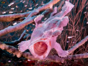 Ein rosa Anglerfisch klammert sich in einer schwarzen Koralle und zeigt sein weit geöffnetes Maul. Die raue, schwammartige Hauttextur und die perfekte Tarnung zwischen den Ästen sind faszinierend.