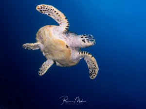 Eine Echte Karettschildkröte schwimmt majestätisch durch das tiefblaue Wasser und zeigt dabei ihre charakteristischen gelb-braunen Panzermarkierungen und den typischen spitzen Schnabel. Die Schildkröte ist in einer eleganten Schwimmposition mit ausgestreckten Flossen zu sehen, während sie durch das Blauwasser gleitet.