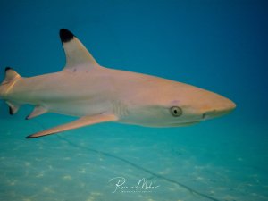Ein junger Schwarzspitzen-Riffhai schwimmt elegant über dem Sandboden. Die charakteristischen schwarzen Spitzen an den Flossen und die schlanke Körperform sind deutlich erkennbar, während der Hai ruhig durch das klare Wasser gleitet.