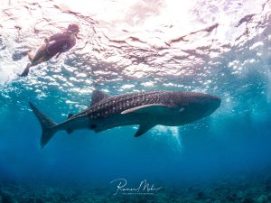 Ein Walhai (Rhincodon typus) schwimmt dicht unter der Wasseroberfläche, begleitet von einer Schnorchlerin. Das charakteristische Punktmuster auf dem dunklen Rücken und die enorme Größe des Tieres sind eindrucksvoll.