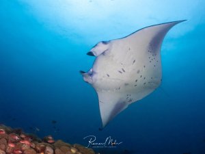 Ein Riffmanta (Mobula alfredi) schwebt elegant über einem Korallenriff in den Malediven. Die Unterseite mit dem typischen Fleckenmuster und die Kiemenspalten sind gut sichtbar, am Riff darunter bunte Fische.