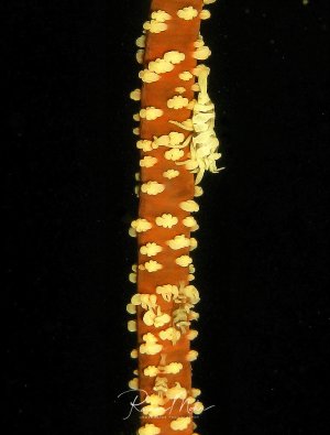 Ein orangefarbener Peitschenkorallenstamm ist dicht mit gelben Korallenpolypen besetzt, die wie kleine Blüten aus dem Stamm herausragen. Eine kleine weißliche Garnele ist gut getarnt zwischen den Polypen zu erkennen.