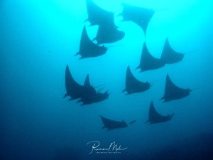 Eine beeindruckende Gruppe von Teufelsrochen gleitet majestätisch durch das tiefblaue Wasser. Die eleganten Großrochen mit ihren charakteristischen dreieckigen Flossen schwimmen in Formation und zeigen ihre imposante Spannweite von mehreren Metern.