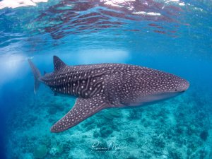 Ein Walhai (Rhincodon typus) schwimmt im kristallklaren Flachwasser der Malediven direkt unter der Oberfläche. Das einzigartige Muster aus weißen Punkten und Linien auf dem dunklen Körper ist spektakulär.