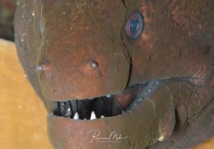 Eine Riesenmuräne zeigt ihr imposantes Maul mit den charakteristischen spitzen Zähnen. Das Tier hat eine bräunlich-grüne Färbung mit dem typischen blauen Auge und präsentiert sich in einer frontalen Ansicht, wobei die geöffneten Kiefer und die nadelspitzen Zähne gut sichtbar sind.