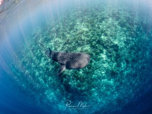 Ein Walhai (Rhincodon typus) gleitet über ein flaches Korallenriff in den Malediven. Die Weitwinkelaufnahme von oben zeigt die enorme Spannweite der Brustflossen und das türkisfarbene Wasser.