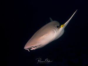 Ammenhai gleitet durch dunkles Wasser bei einem Nachttauchgang. Ein juveniler Goldmakrele (Pilotfisch) schwimmt an seiner Rückenflosse.