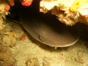 Ein juveniler Weißspitzenriffhai ruht auf dem sandigen Meeresboden unter einem Riffvorsprung mit bunten Korallen und Schwämmen. Der Hai zeigt das typische Verhalten des Ruhens in geschützten Bereichen während des Tages.