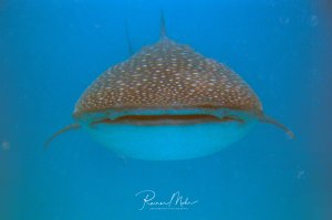 Ein majestätischer Walhai gleitet elegant durch das tiefblaue Wasser und zeigt dabei seine charakteristischen weißen Punkte auf der bräunlichen Haut. Die Aufnahme zeigt den vorderen Teil des Tieres mit dem breiten Maul und den typischen Längsrillen, während es vermutlich auf Nahrungssuche filtert.