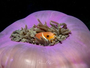 Ein Clownfisch versteckt sich sicher zwischen den Tentakeln einer großen violetten Seeanemone. Die perfekte Symbiose zeigt den orange-weißen Anemonenfisch, der von den giftigen Tentakeln seiner Wirtanemone geschützt wird.