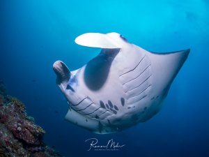 Ein majestätischer Riffmanta gleitet elegant durch das blaue Wasser und zeigt dabei seine charakteristische weiße Unterseite mit den typischen dunklen Kiemenöffnungen und Markierungen. Die Aufnahme erfasst den Rochen von unten in einer klassischen Weitwinkel-Perspektive vor dem tiefblauen Ozean.
