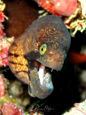 Ein Muräne schaut aus ihrer Höhle im Riff hervor. Das charakteristische gelbe Auge und das geöffnete Maul mit den sichtbaren Zähnen zeigen das erfolgreiche Jagdverhalten dieser imposanten Raubfische.