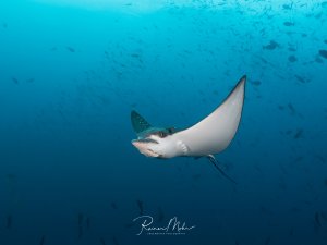Ein majestätischer Adlerrochen gleitet elegant durch das blaue Wasser, umgeben von einem Schwarm kleinerer Fische. Die charakteristischen weißen Kiemenplatten und der lange, peitschenartige Schwanz sind deutlich zu erkennen.
