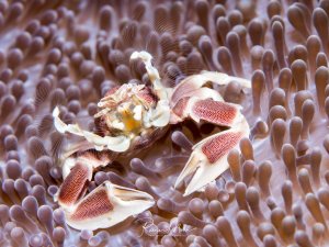 Eine Porzellankrebs (Neopetrolisthes maculatus) sitzt in einer Anemone und filtert mit seinen fächerartigen Mundwerkzeugen Plankton aus dem Wasser. Die weißen Beine mit den charakteristischen roten Punkten sind gut zu erkennen.