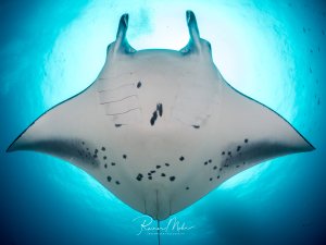 Ein Riffmanta von unten fotografiert, mit deutlich sichtbarer individueller Bauchzeichnung aus dunklen Flecken. Die Kopfflossen sind aufgerichtet, im Hintergrund leuchtet das Sonnenlicht durch das türkisfarbene Wasser.