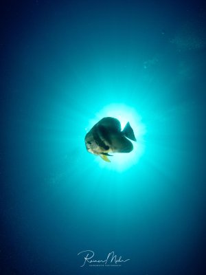Ein Fledermausfisch schwimmt majestätisch vor der hellen Sonne im blauen Wasser und erzeugt eine dramatische Silhouette. Die Aufnahme zeigt den charakteristischen hohen, seitlich abgeflachten Körper des Fisches als dunkle Kontur gegen das strahlende Sonnenlicht.
