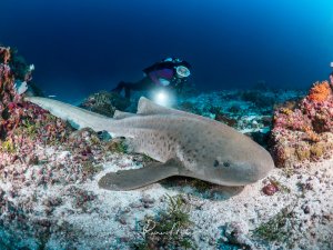 Ein Leopardenhai ruht auf dem Riffboden, während ein Taucher im Hintergrund die Szene mit seiner Lampe beleuchtet. Der kräftige Körperbau und die typische runde Schnauze des harmlosen Hais sind gut zu erkennen.