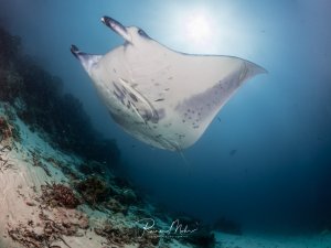Ein majestätischer Mantarochen gleitet elegant über ein Korallenriff, während Sonnenstrahlen durch das blaue Wasser dringen. Die charakteristischen Flecken auf der Unterseite und die ausgebreiteten Brustflossen sind deutlich zu erkennen, während der Rochen in seiner natürlichen Umgebung am Riff entlang schwimmt.