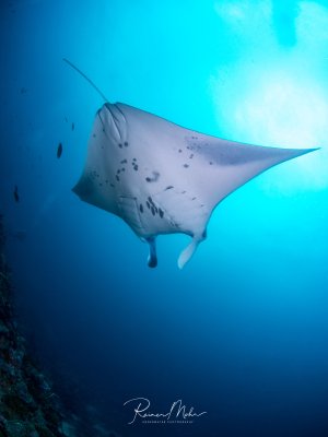 Ein majestätischer Mantarochen gleitet elegant durch das blaue Wasser, von unten fotografiert mit Sonnenstrahlen im Hintergrund. Die charakteristischen dunklen Flecken auf der weißen Unterseite und die beeindruckende Spannweite sind deutlich zu erkennen.