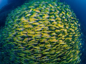 Ein gewaltiger Schwarm Blaustreifen-Schnapper (Lutjanus kasmira) in leuchtendem Gelb füllt das gesamte Bild. Die Fische schwimmen dicht gedrängt am Riff entlang.