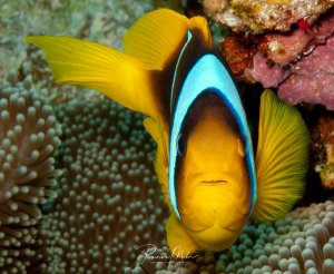 Ein leuchtend gelber Anemonenfisch mit charakteristischen blauen Rändern um Kopf und Flossen versteckt sich zwischen den Tentakeln seiner Wirtsanemone. Der Fisch zeigt das typische Verhalten in seiner schützenden Symbiose mit der Anemone.