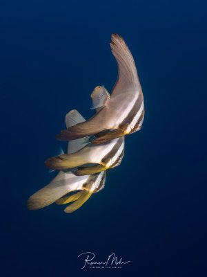 Drei Fledermausfische schwimmen elegant im Blauwasser und zeigen ihre charakteristische scheibenförmige Körperform mit den hohen Rücken- und Afterflossen. Die silbrig-weißen Fische mit den dunklen Querstreifen bewegen sich synchron durch das tiefblaue Wasser.