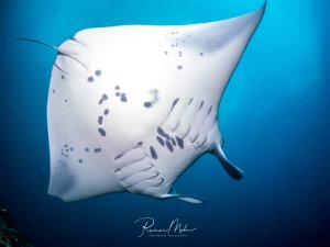 Ein majestätischer Mantarochen gleitet elegant durch das blaue Wasser. Deutlich erkennbar sind die charakteristischen dunklen Flecken auf der weißen Unterseite und die typischen Kiemenschlitze, die das Tier als Riffmanta identifizieren.