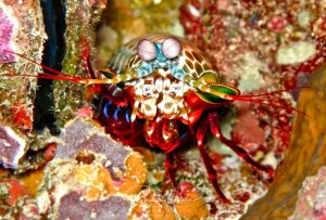 Ein prachtvoller Fangschreckenkrebs mit seinen charakteristischen großen Facettenaugen und leuchtend roten Fangarmen posiert in einer Riffspalte. Die komplexen Augen und die kräftigen Raptorialien sind deutlich zu erkennen, während das Tier zwischen bunten Korallen und Schwämmen Schutz sucht.
