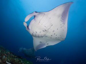 Ein Riffmanta (Mobula alfredi) gleitet majestätisch über ein Korallenriff. Die helle Bauchseite mit den individuellen Fleckenmustern und die eingerollte Kopfflosse sind deutlich zu sehen.