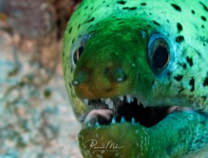 Ein Grüner Muränenaal zeigt sein charakteristisches Maul mit den spitzen Zähnen in einer Nahaufnahme. Die leuchtend grüne Haut mit den typischen dunklen Flecken und die bläulich schimmernden Augen sind deutlich zu erkennen, während der Aal aus seiner Riffspalte hervorschaut.