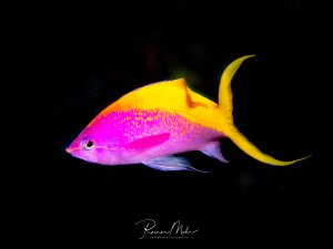 Ein wunderschön gefärbter Gelbrücken-Fahnenbarsch schwimmt vor schwarzem Hintergrund. Das Tier zeigt die charakteristische Farbverteilung mit leuchtend pinkem Kopf und Körpervorderteil, gelbem Rücken und sichelförmiger gelber Schwanzflosse.