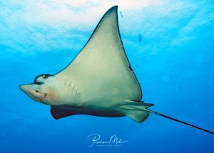 Ein majestätischer Adlerrochen gleitet elegant durch das blaue Wasser. Das Tier zeigt seine charakteristische rautenförmige Körperform mit den großen Brustflossen und dem langen, peitschenartigen Schwanz deutlich sichtbar.