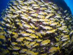 Ein beeindruckender Schwarm von Blaustriefenschnappern umkreist eine Korallenformation am Riff. Die hunderten von Fischen mit ihren charakteristischen gelben Körpern und bläulichen Längsstreifen bilden eine dichte, wirbelnde Wolke um die dunklen Korallen.